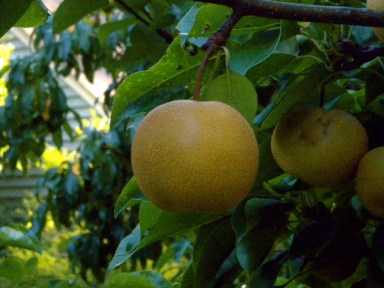 Asian Pears Lime Rock