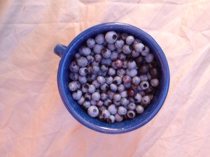 Blueberries from Truro