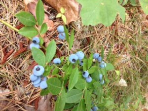Blueberries1