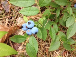 Blueberries2