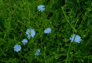 Chicory