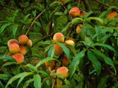 Peaches Lime Rock
