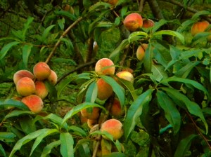 Peaches Lime Rock