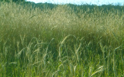 Steep Hollow Field