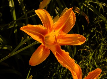 Summer lily