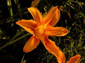 Summer lily