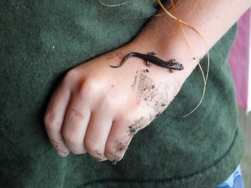 Salamander on boy's hand