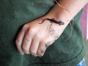 Salamander on boy's hand