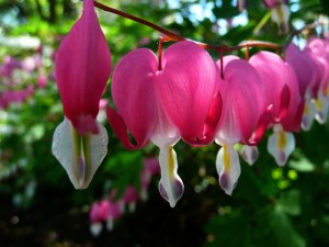bleeding-hearts-55120_960_720