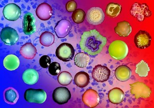 bacteria-assortment