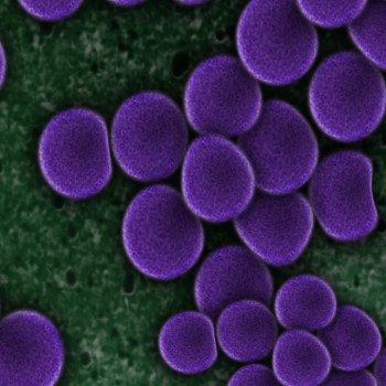 bacteria-purple