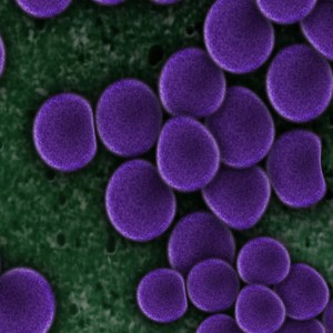 bacteria-purple