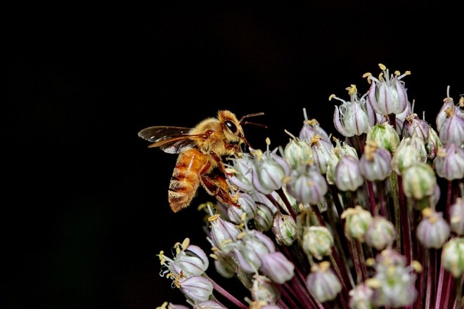 beeon leekflower