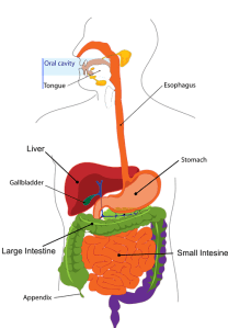 digestionchart