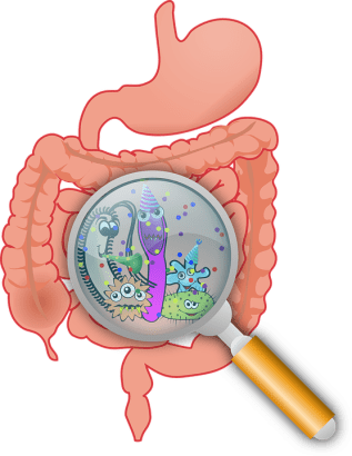 Intestines+bacteria