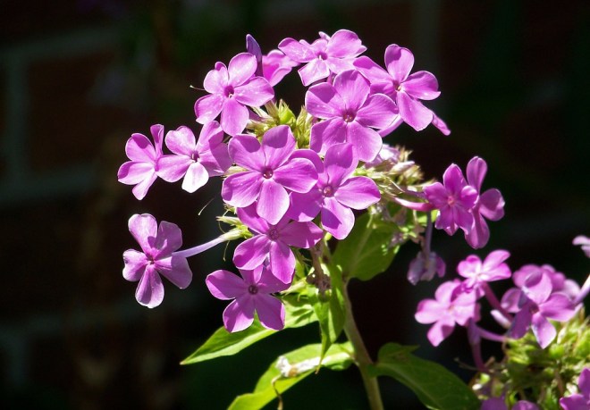 phlox
