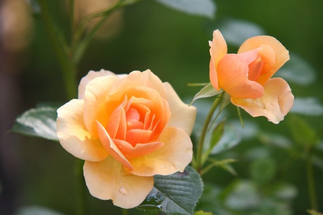 rose-peach