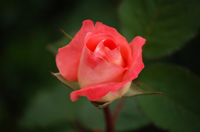 rose-red