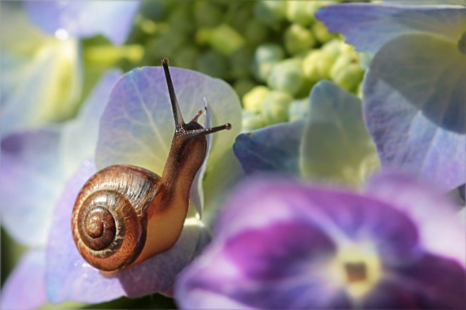 snail-hydrangea