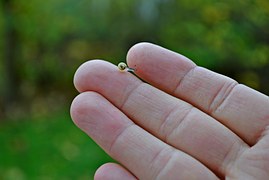 snail-on-hand