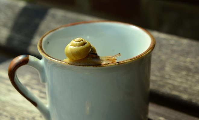 snail-on-mug