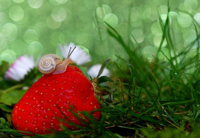 snail-strawberry