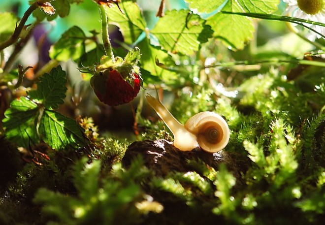 snail-stretching