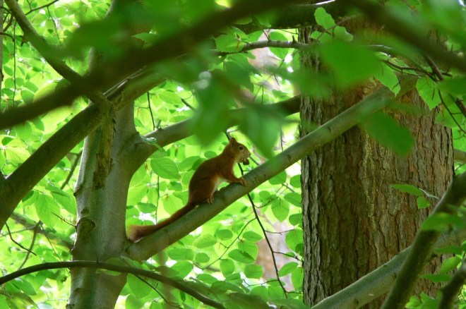 squirrel-green-trees