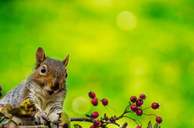 squirrel