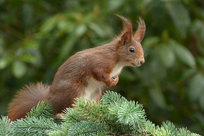 squirrel2