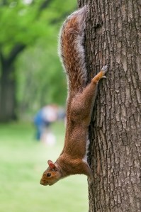 squirrelvertical
