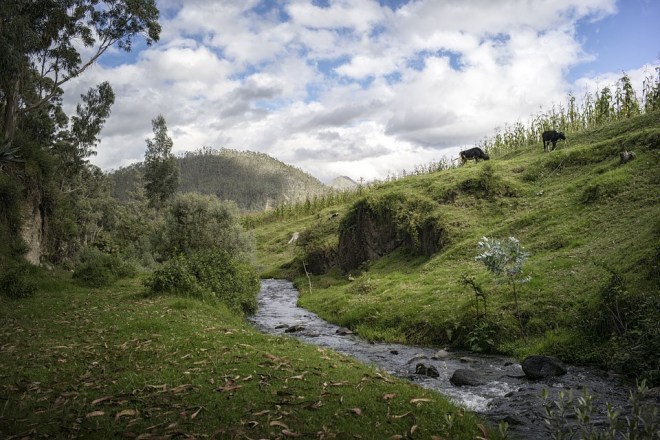 stream-cows