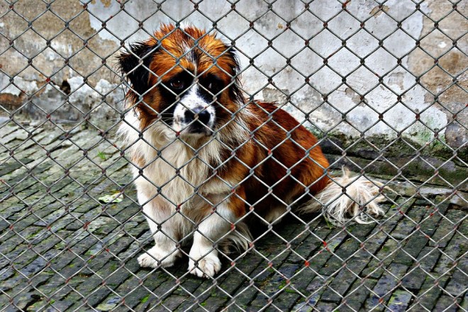 animal-welfare-sweetie