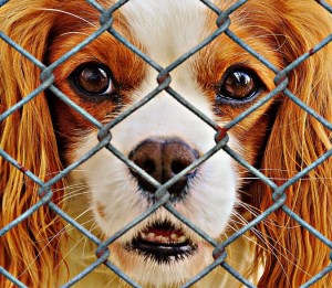 animal-welfare