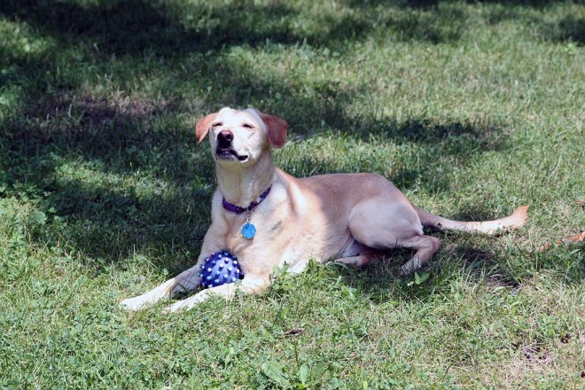 dog-at-peace