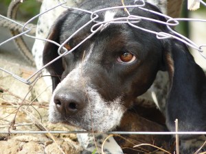 dogfence