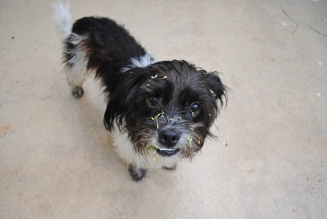 dogmischief