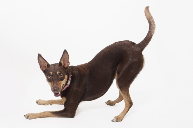 kelpie