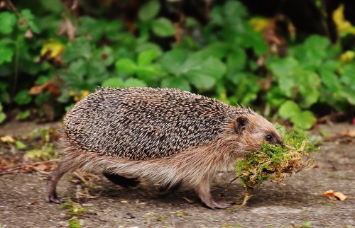 hedgehog