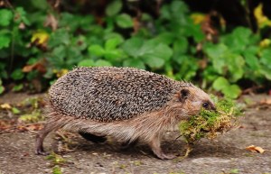 hedgehog