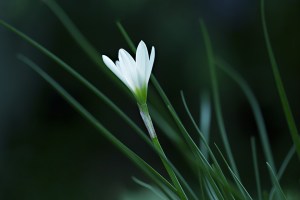 white-flower