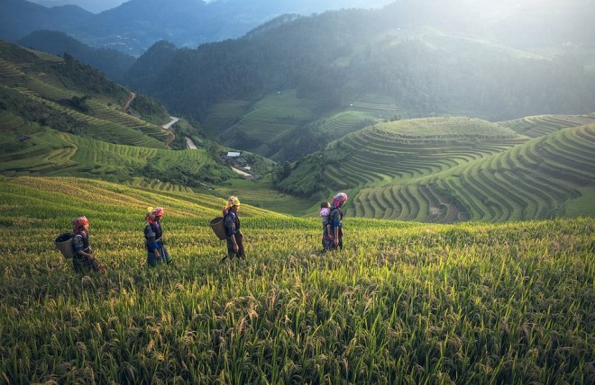 agriculture