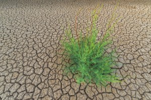 Parched-Earth-Plant