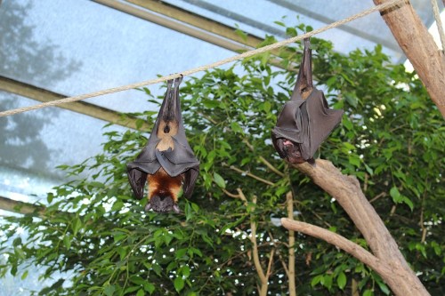 flying-foxes-sleeping