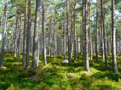 forest