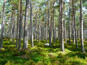 forest