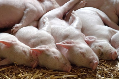piglets-sleeping
