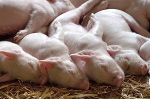 piglets-sleeping