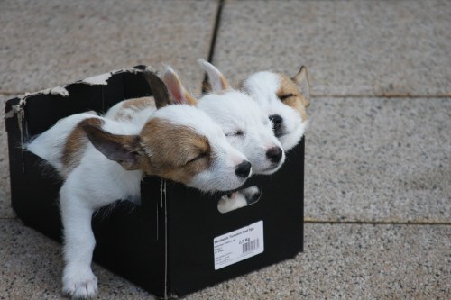 puppies-sleeping