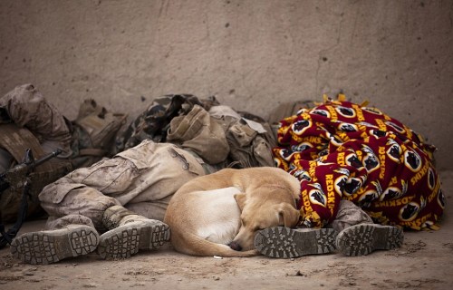 soldiers-and-dog-sleeping